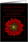 Happy Birthday for a Grandfather, Red Dahlia card