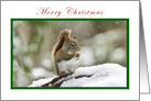Merry Christmas Red Squirrel card