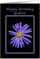 For a Godson on His Birthday, Purple Aster card