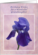 Birthday Wishes for a Granddaughter, Purple Iris on Pink card