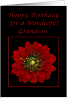 Happy Birthday for a Grandson, Red Dahlia card