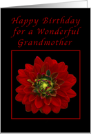 Happy Birthday for a Grandmother, Red Dahlia card