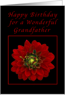 Happy Birthday for a Grandfather, Red Dahlia card