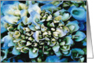 Blue Lagoon, Blue Hydrangea Blossoms, Blank Inside card
