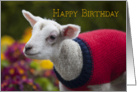 Cute Lamb Birthday Card