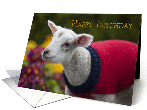 Cute Lamb Birthday card (1371142)
