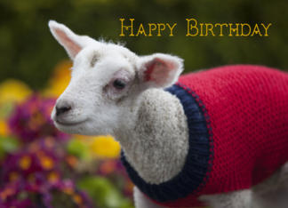 Cute Lamb Birthday...