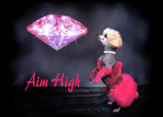Aim High - Have a...