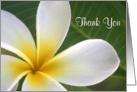 Thank You Mahalo Hawaiian Card