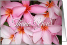 Beautiful Hawaiian Pink Plumerias Thank You card