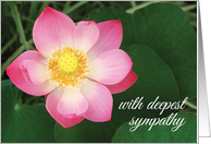 Peaceful Lotus...