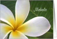 Mahalo Thank You Hawaii Hawaiian Island Pidgin Blank card