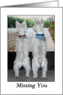 Westie Watching and Waiting card