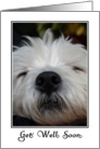 Get Well - Sleeping Westie card