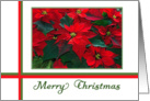 Merry Christmas Poinsettia card