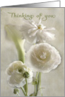 Thinking of you - Ranunculus Flowers card