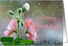 Happy Birthday - Geraniums - Rain Splattered Window card