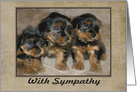 Sympathy - Pet Loss - Yorkie Puppies card