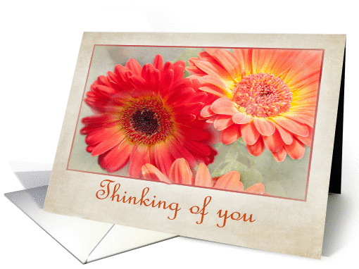Thinking of you Gerber Daisies card (1387250)