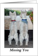 Westie Watching and Waiting card