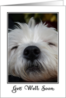 Get Well - Sleeping Westie card