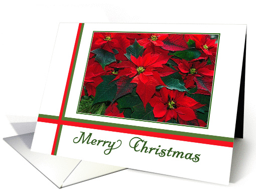 Merry Christmas Poinsettia card (1389266)