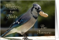 Business, Notification, Nut Allergy - Bird with Peanut card
