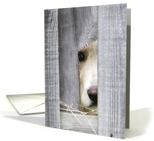 Peeping Puppy Missing You card (1491642)