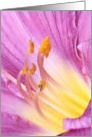 Magenta and Yellow DayLily Petals - Blank Card