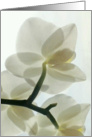 Translucent White Orchid in a Misty Dream - Blank Card