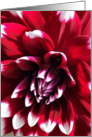 Dahlia Red White Tipped Petals - Blank card