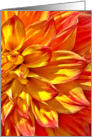 Dahlia Yellow Red Tipped Petals - Blank card
