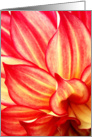 Petals Like Flames, Red and Yellow Dahlia - Blank card