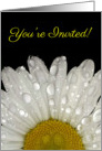 Raindrops on Montauk Daisy - General Invitation card