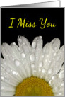 I Miss You Raindrops on Montauk Daisy - Blank card