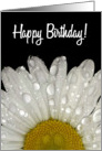 Happy Birthday, Raindrops on Montauk Daisy card