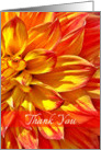 Thank You, Dahlia Yellow Red Tipped Petals - Blank card