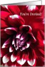 General Invitation, Red Dahlia with White-Tipped Petals card