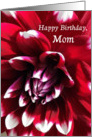 Happy Birthday Mom, Red Dahlia with White-Tipped Petals card