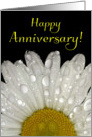 Happy Anniversary - Raindrops on Montauk Daisy card