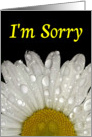 I’m Sorry -Montauk Daisy Dew on Petals card