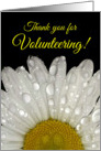 Thank You for Volunteering -Montauk Daisy Dew on Petals card