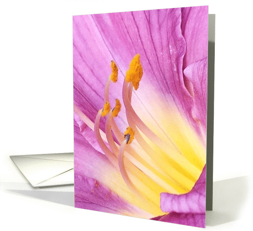 Magenta and Yellow DayLily Petals - Blank card (1389570)