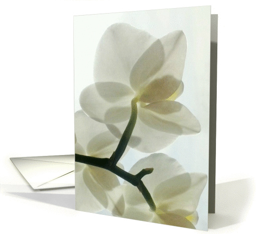 Translucent White Orchid in a Misty Dream - Blank card (1390166)