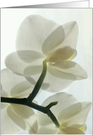 Translucent White Orchid in a Misty Dream - Blank Card