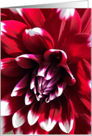 Dahlia Red White Tipped Petals - Blank card