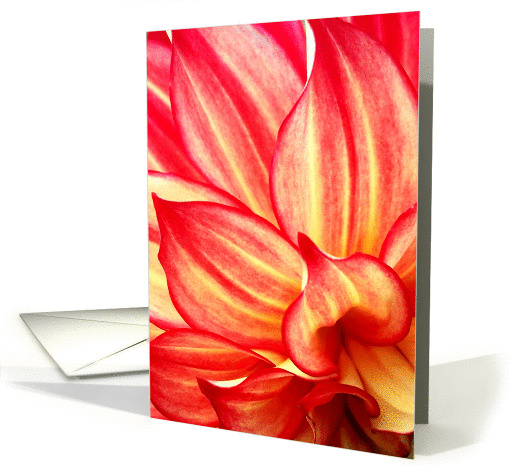 Petals Like Flames, Red and Yellow Dahlia - Blank card (1403790)
