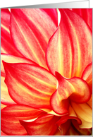 Petals Like Flames, Red and Yellow Dahlia - Blank card