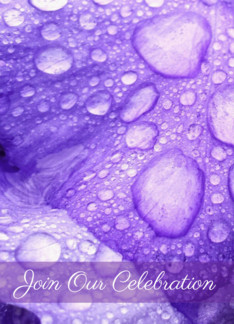 Violet Iris Petals...