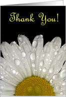 Thank You, Raindrops on Montauk Daisy - Blank card
